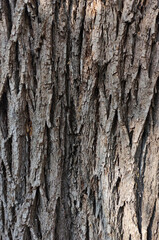 Bark pattern. Wood texture material. Forest background. Surface for design and decoration. Nature abstract pattern.
