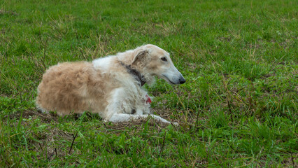 Russian greyhounds in nature. Russian borzoi dog stands against the background of autumn nature.