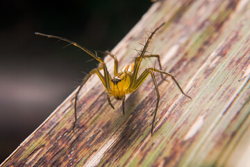 the uniqueness of spiders in each region is different in shape