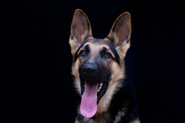 German Shepherd Dog portrait in front of black background