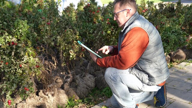 Adult man farmer with digital tablet working with rosehip seedlings.