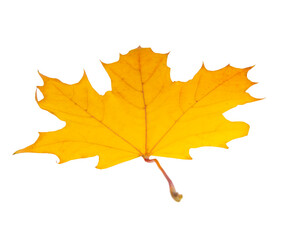Beautiful bright orange autumn leaf isolated on the white background