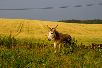 Small donkey in the field.