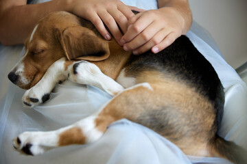 Girl is holding a Beagle puppy in her arms. Dog in the hospital has a little mistress on her knees