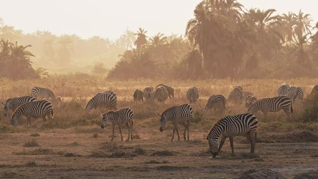 Plains Zebra - Equus quagga formerly Equus burchellii, also common zebra, black and white stripes, herd of zebras in savannah during sunset, dusty and evening sunlight, grazing animals in Kenya.