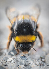 close up of a bee