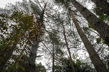 Fototapeta premium trees in the forest