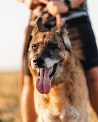 German shepherd