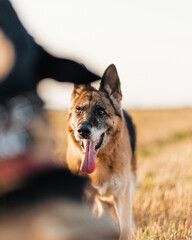 German shepherd
