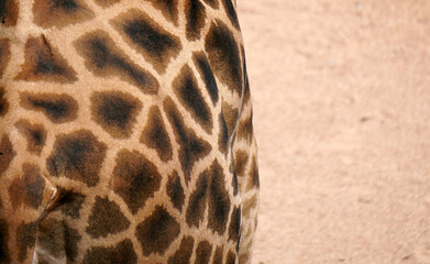 animali della savana, dettagli