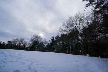 winter forest in the snow