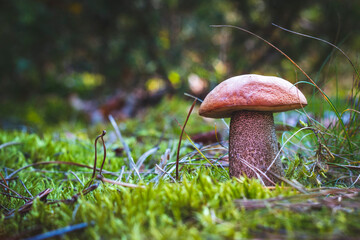 big orange cap mushroom grow in autumn wood