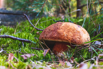 large porcini mushroom grow in autumn forest