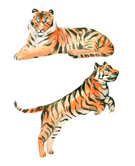 watercolor illustration tiger on white