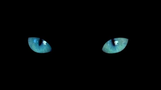 Close up two blue cat eyes looking to camera on black background. Dark halloween blue cat eyes isolated background.