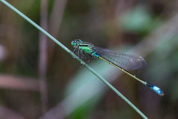 dragonfly on a branch