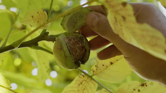 Several ripe walnuts in green shells on a walnut tree. A man's hand picks nuts from a branch.   