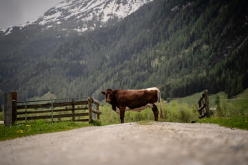 Fleckvieh Kuh steht auf Wanderweg im Seidlwinkltal in den Bergen von Salzburg Österreich