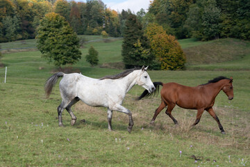 Obraz na płótnie Canvas Animal. Horses on the meadow.