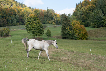 Fototapeta premium Animal. Horses on the meadow.