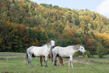 Obraz na płótnie Canvas Animal. Horses on the meadow.