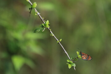 butterfly on a branch
