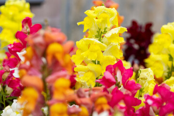 Antirrhinum majus, the common snapdragon. This plant is also called lion's mouth, rabbit's mouth or...