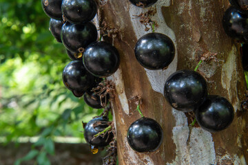 jabuticaba tree stalk loaded with fruit