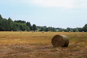 Fototapeta premium Baled grass hay in the field