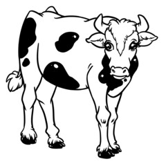 Adult young bull calf contour illustration coloring animal 