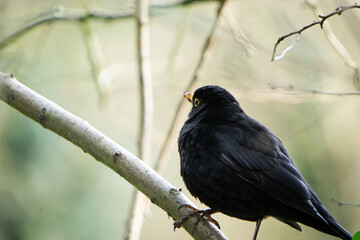 Juvenile blackbird on a branch
