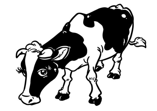 Cow black and white contour illustration cartoon character animal isolated image, coloring 