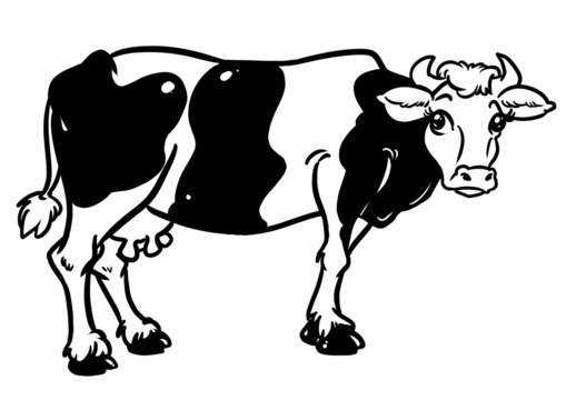 Cow black white profile contour illustration coloring book isolated image