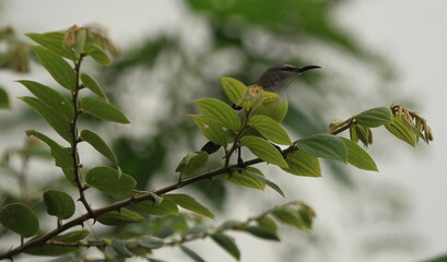Sunbird