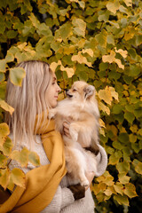A young blonde woman holds pomeranian puppies in her arms on a walk in the autumn park
