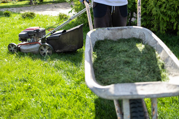 Man with a wheelbarrow of freshly cut grass. Person mows the lawn in the backyard