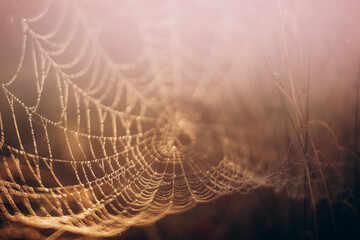 Spider web in golden light, dark background, selective focus.