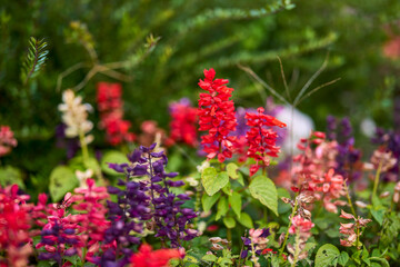 autumn landscape with different plants in the park in autumn, selective focus