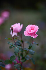 autumn landscape with different plants in the park in autumn, selective focus