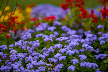 autumn landscape with different plants in the park in autumn, selective focus