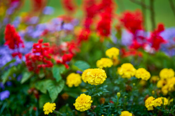autumn landscape with different plants in the park in autumn, selective focus