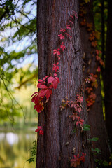 autumn landscape with different plants in the park in autumn, selective focus