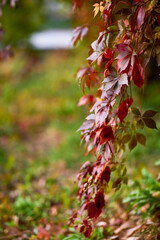 autumn landscape with different plants in the park in autumn, selective focus