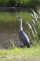 Waterfowl in Aarhus, Denmark