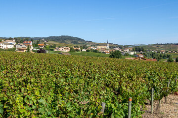 Fototapeta na wymiar Fleurie surrounding wine region france