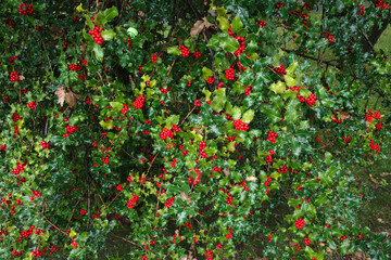 Holly in the forest