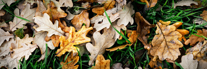 A lot of oak leaves are lying on the green grass. The concept of the transition of seasons from summer to autumn. Banner top view with a copyspace