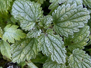 green nettle leaves covered with light morning spring