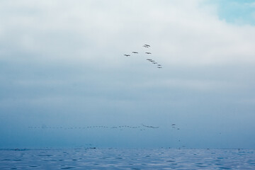 Parakas National Park in Peru, flying birds over the ocean