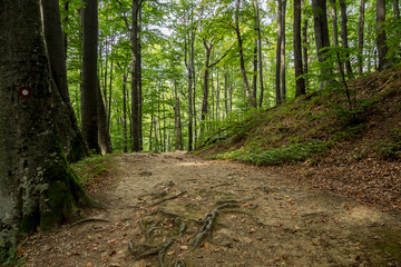 Fototapeta na wymiar Path in the forest of Papuk national park, Croatia